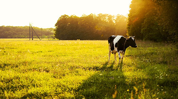 Vaca de uma raça adequada para ordenha pastando