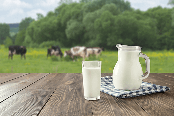 jarro de leite e vacas no pasto 
