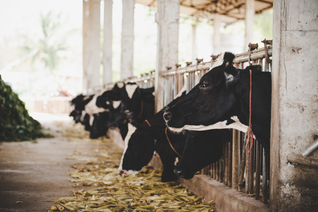 Vacas em um curral e os custos que determinam o preço do leite
