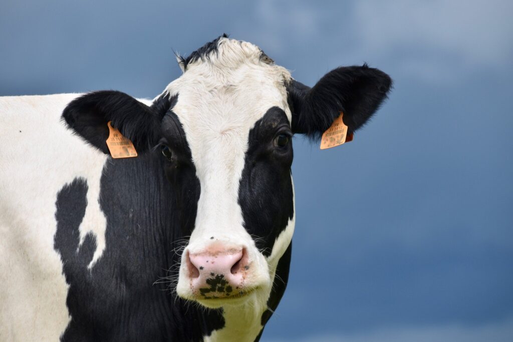 vaca holandesa, ideal para aumentar a produção de leite bovino
