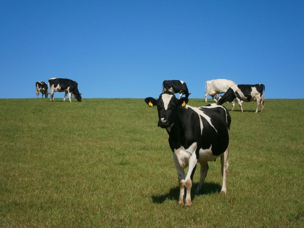 rebanho de vacas holandesas 