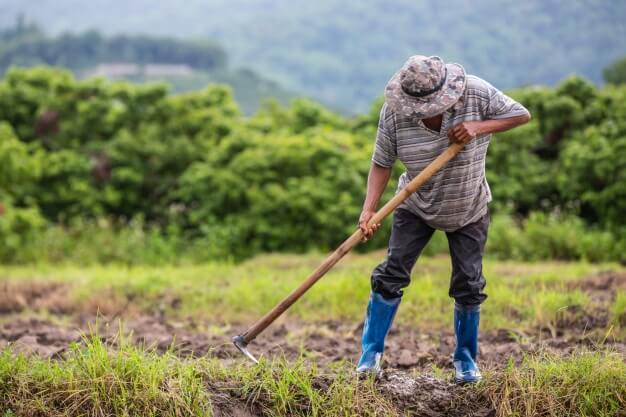 Homem arando sozinho devido a falta de mão de obra no campo